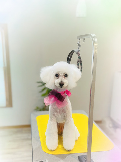 ブランくん♪アリスちゃん♡