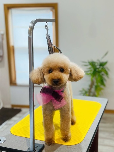 こてつくん♪