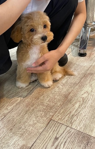 ラムくん♪