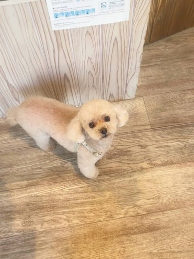 ふわりちゃん♡