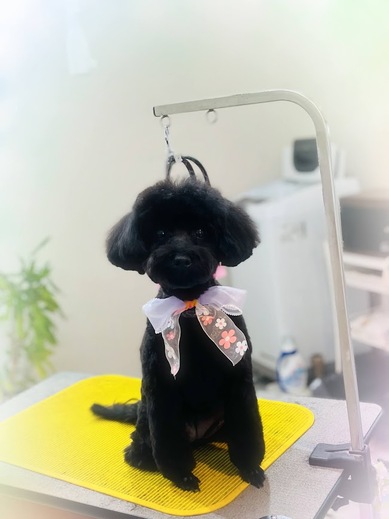 ポルちゃん♡