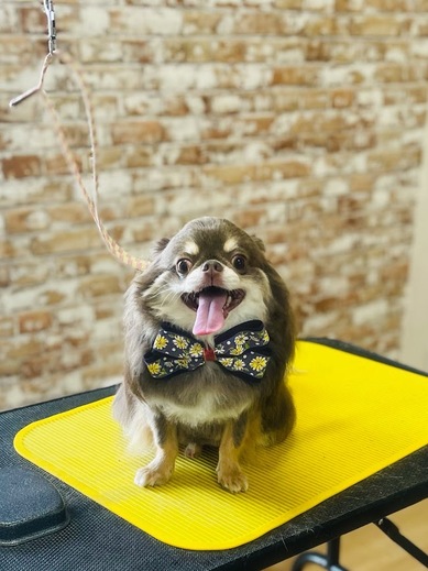 諭吉くん♪佐助くん♪