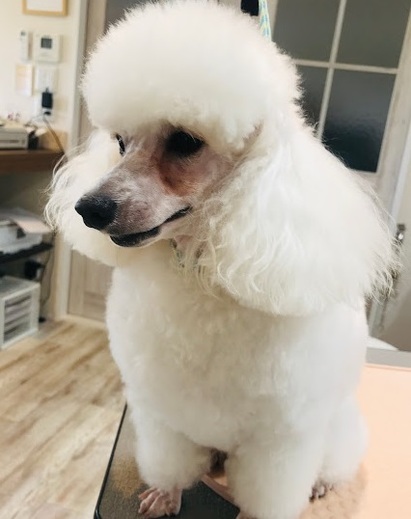 リリーちゃん♡