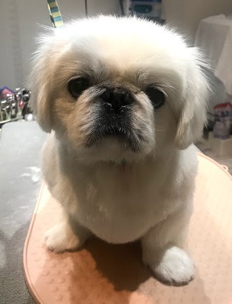 ペキニーズさくらちゃん♡