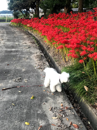 彼岸花とブリス♡